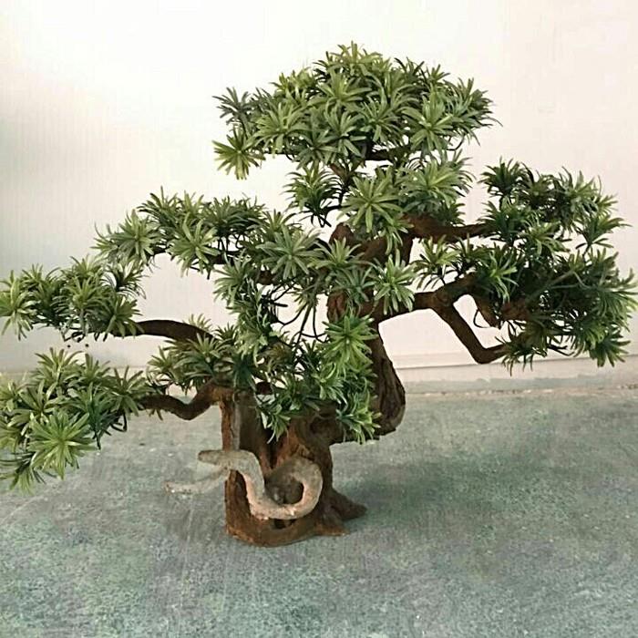 Environmentally Friendly Bonsai Indoor Pine Tree